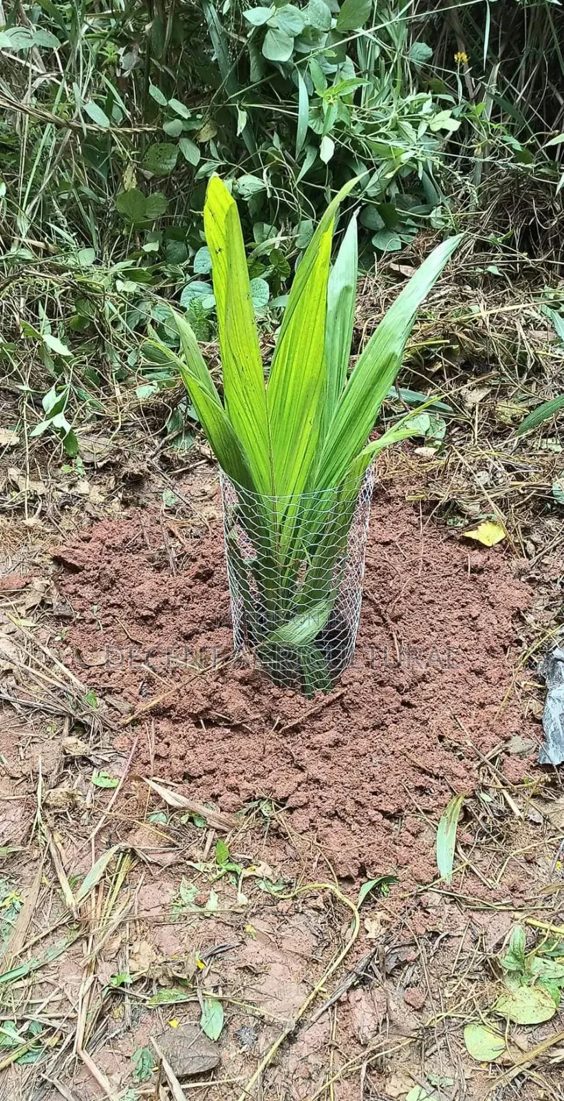 Best Oil Palm Seedlings