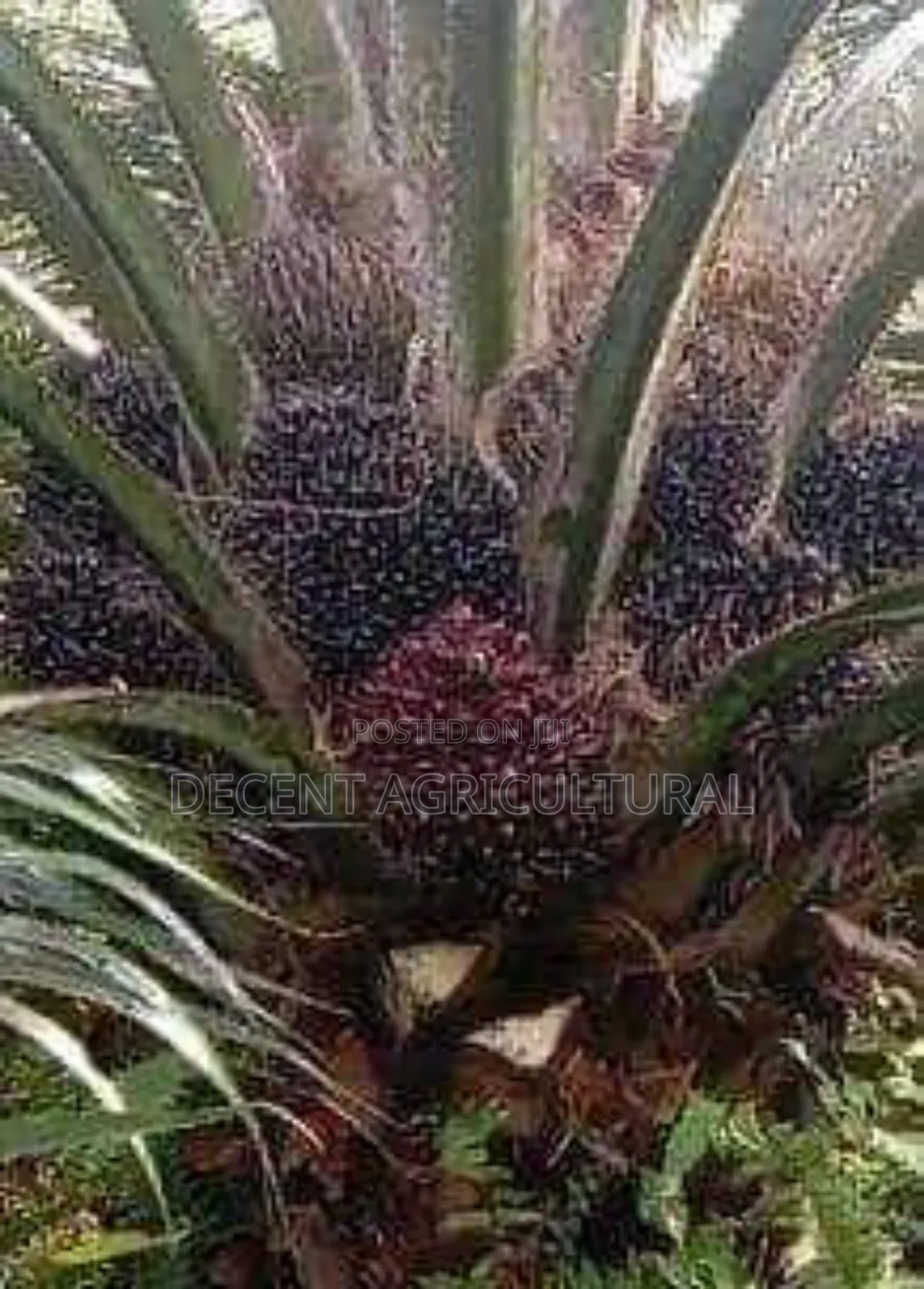 Best Oil Palm Seedlings