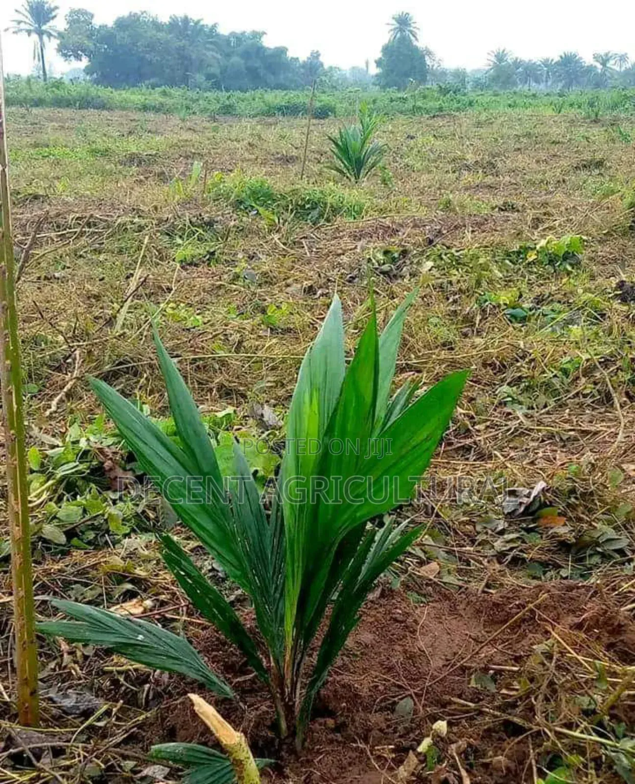Best Oil Palm Seedlings