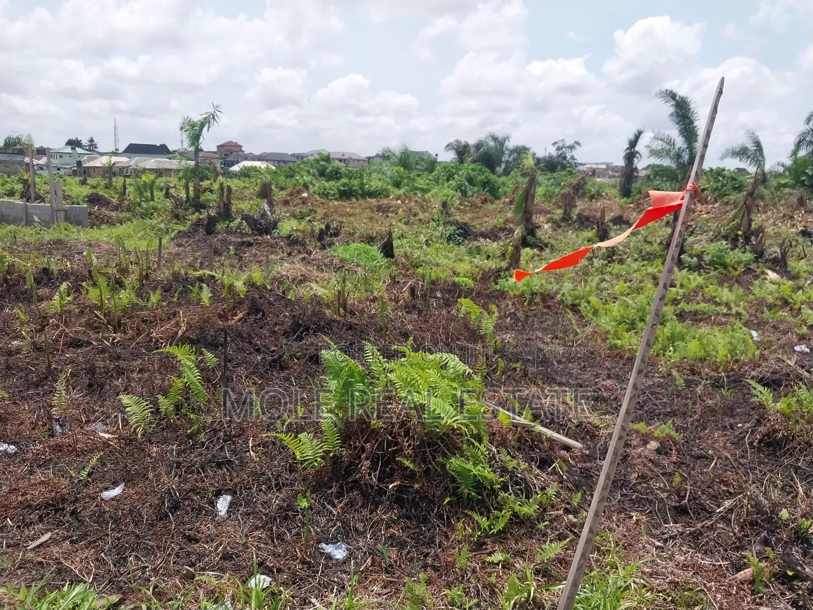 Masive Hecters Farmland Obafemi Owode Ogun State