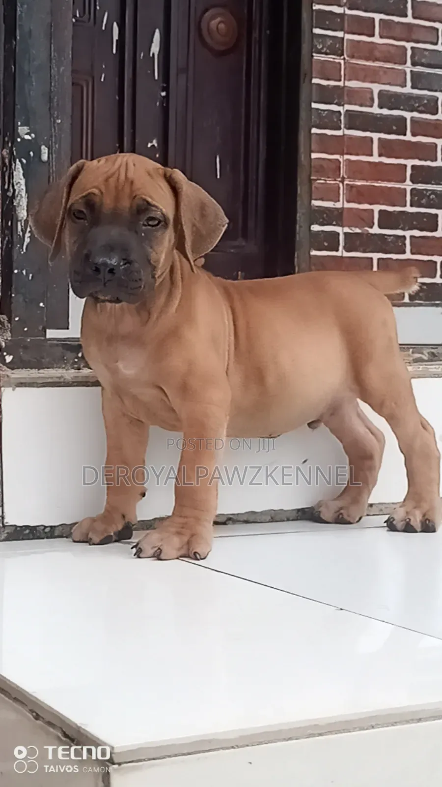 1-3 months Female Purebred Boerboel
