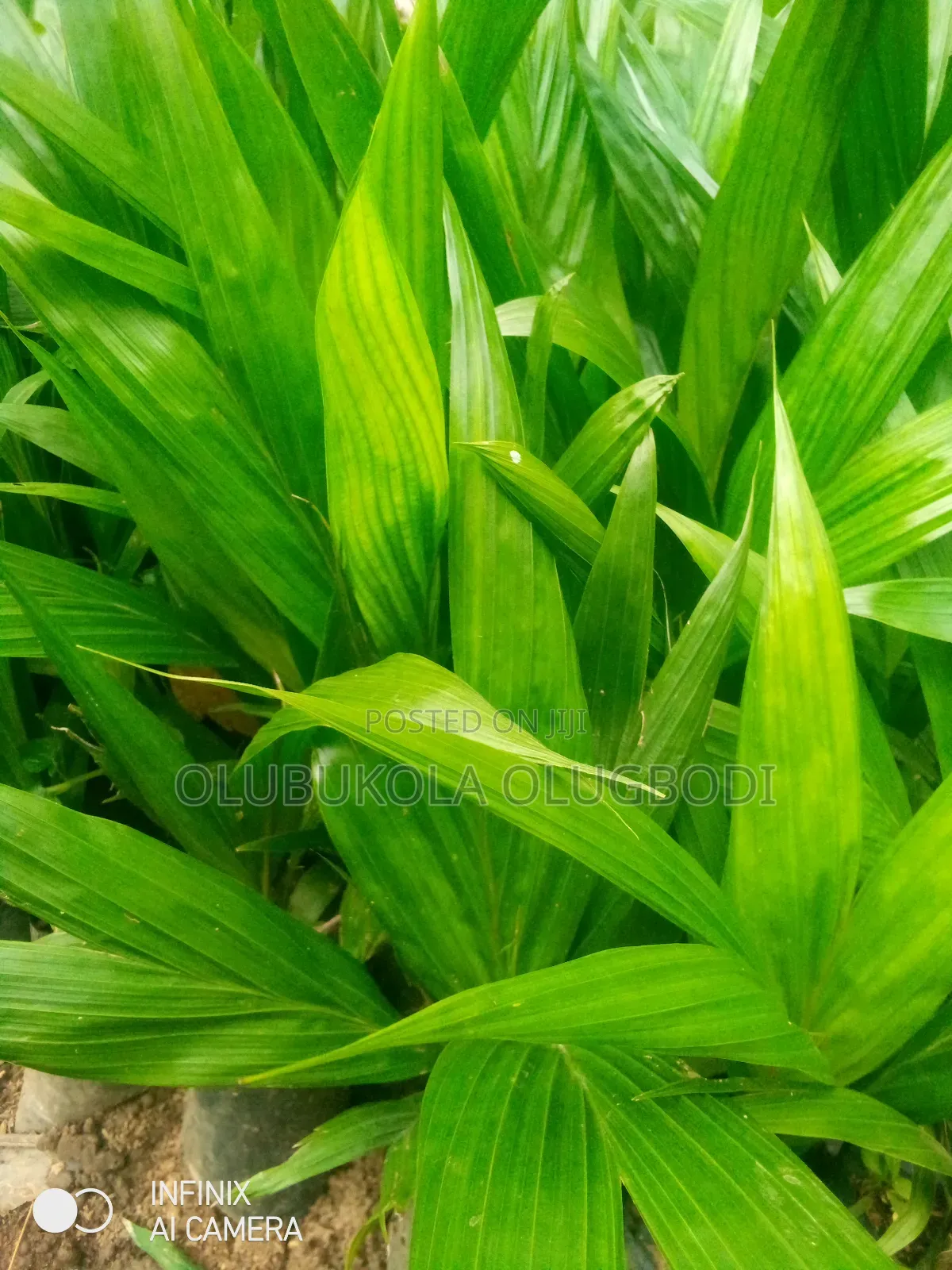 100% Tenera Oil Palm Seedlings