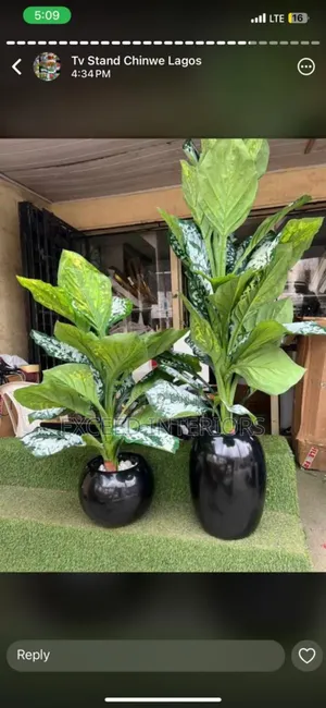 Imported Beautiful Flowers