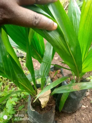 Tenera Oil Palm Seedlings