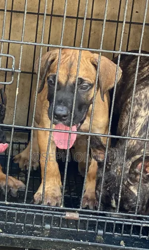 1-3 months Male Purebred Boerboel