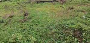 Photo - 1 Plot of Land