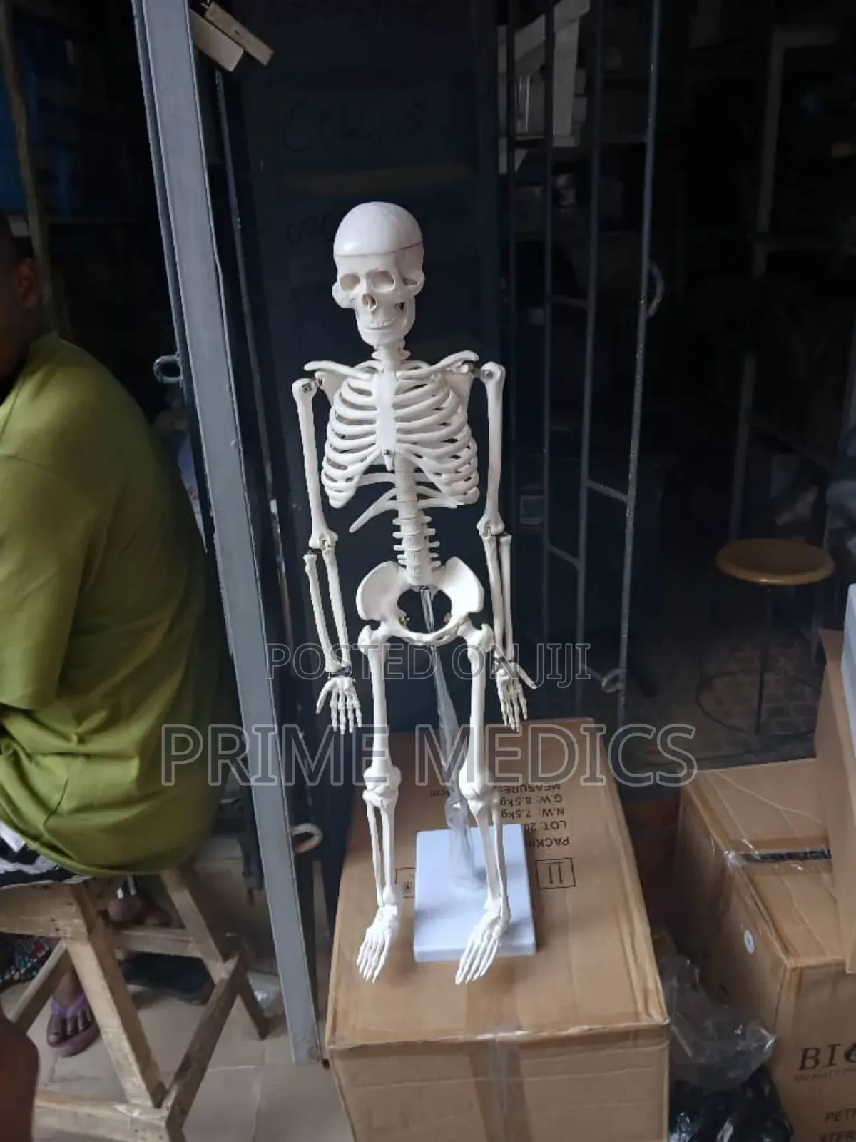 Medium Skeleton