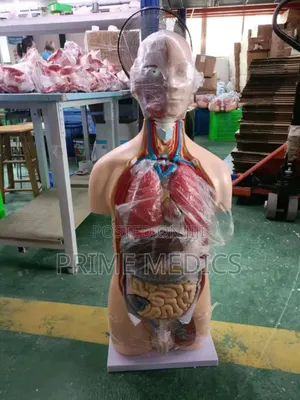 Human Body Torso