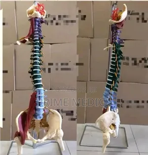 Spine and Pelvic Bone