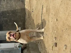 Photo - 1+ year Male Purebred American Pit Bull Terrier