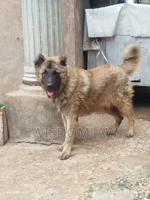 6-12 months Male Purebred Caucasian Shepherd