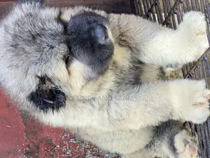 1-3 months Male Purebred Caucasian Shepherd