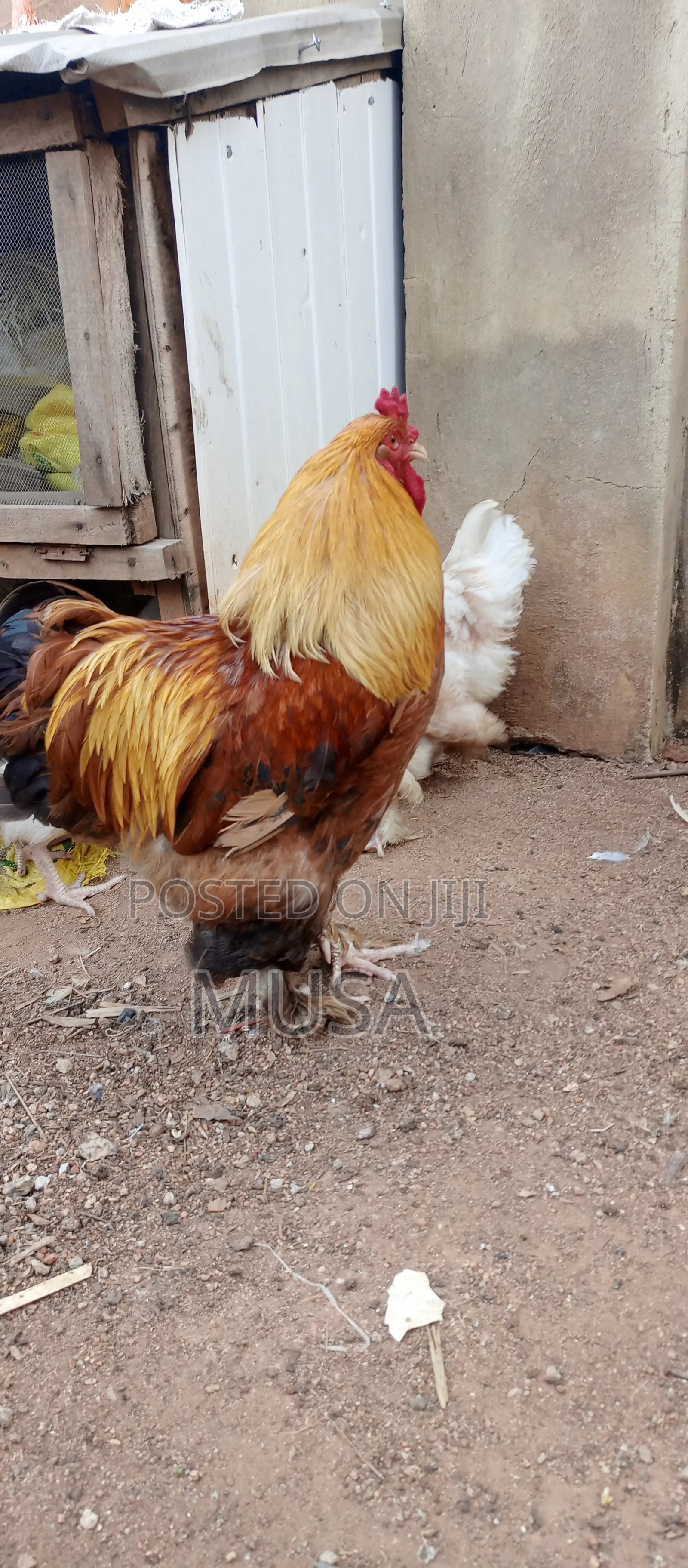 Brahma Chicken