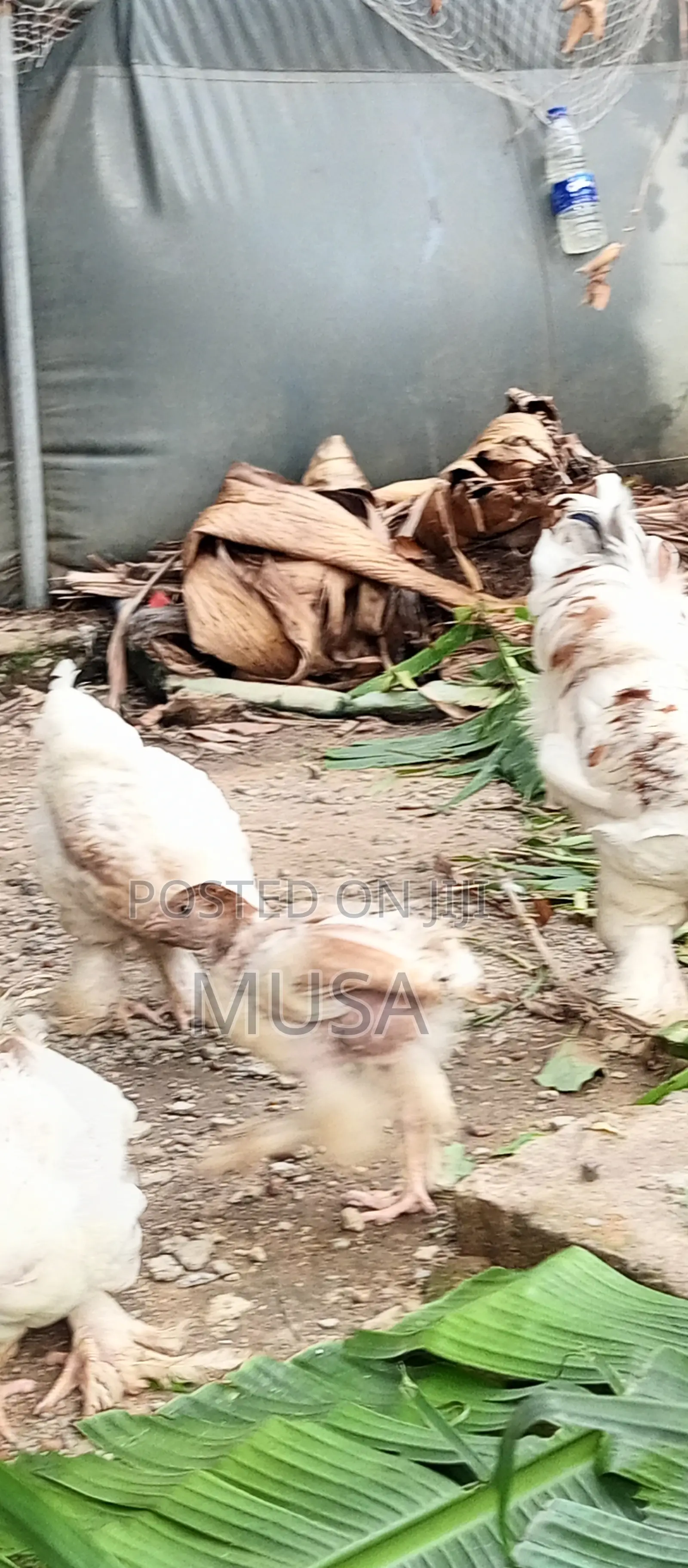 Brahma Chicken