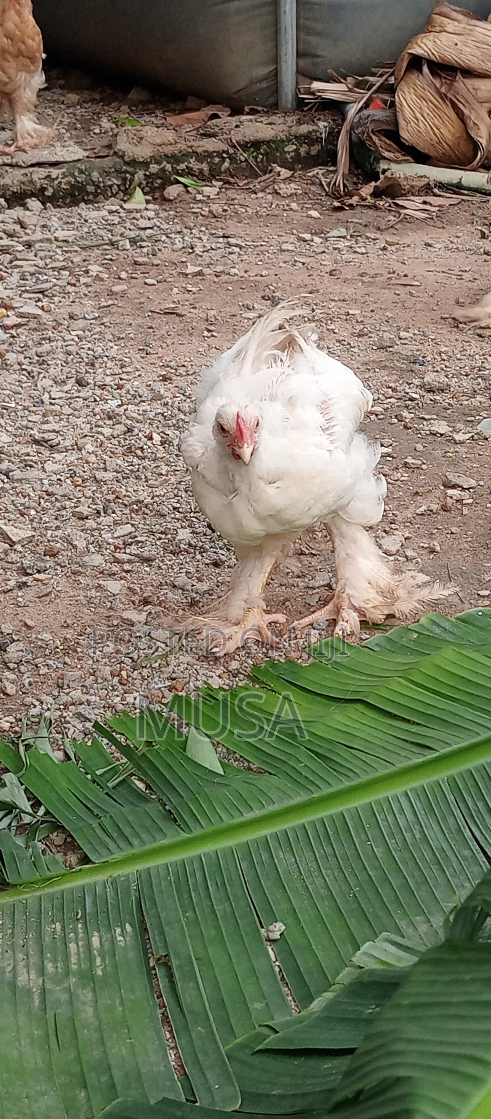 Brahma Chicken