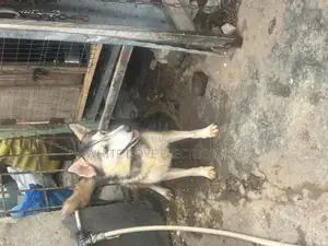 1+ year Male Purebred Siberian Husky