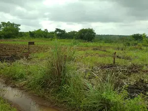 Photo - 4 Acres Farmland (+R.C Survey) in Ogbin Village, Ogbomoso