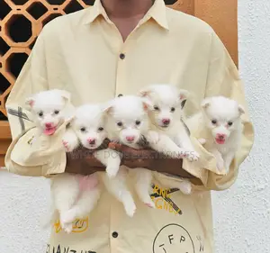1-3 months Female Purebred American Eskimo
