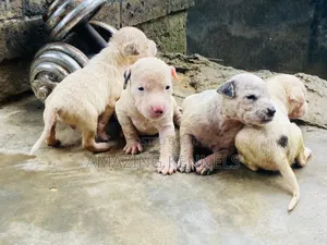 Photo - 1-3 months Female Purebred American Pit Bull Terrier