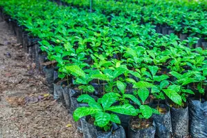 Crin Coffee Seedlings
