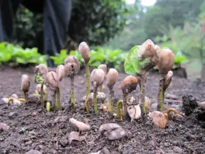 Crin Coffee Seedlings