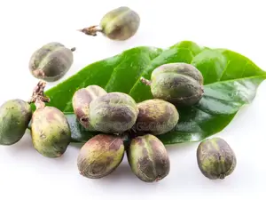 Crin Coffee Seedlings