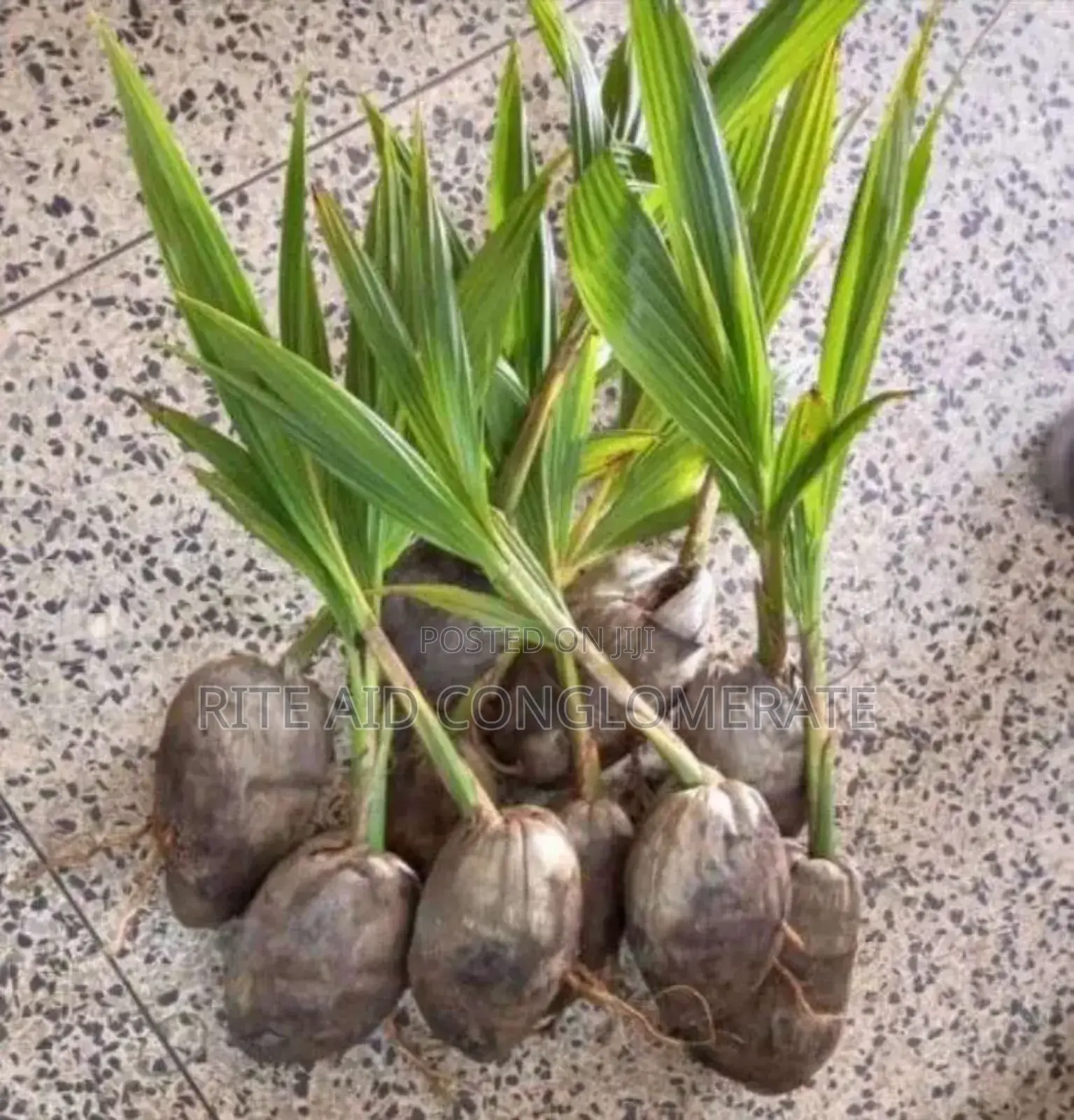 Hybrid Dwarf Coconut Seedlings