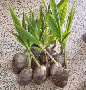 Hybrid Dwarf Coconut Seedlings