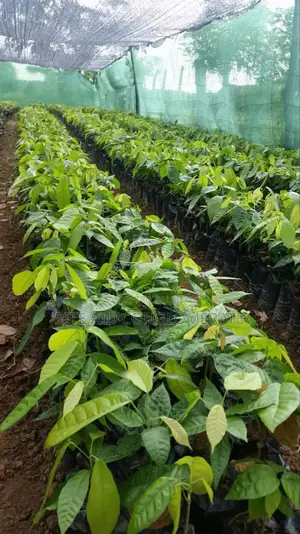 Crin Tc-8 Cocoa Seedlings