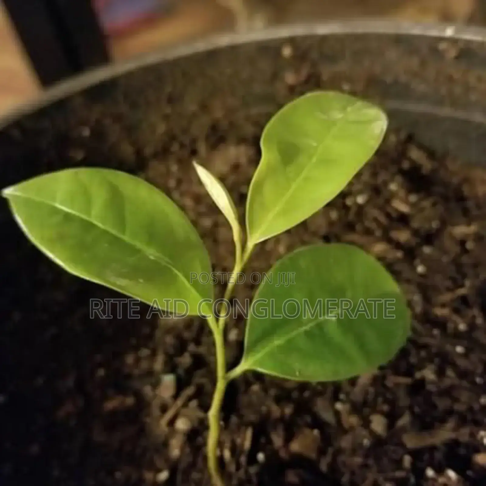 Soursop Seedlings 