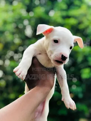 Photo - 1-3 months Female Purebred American Pit Bull Terrier