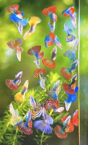 Guppy Fish