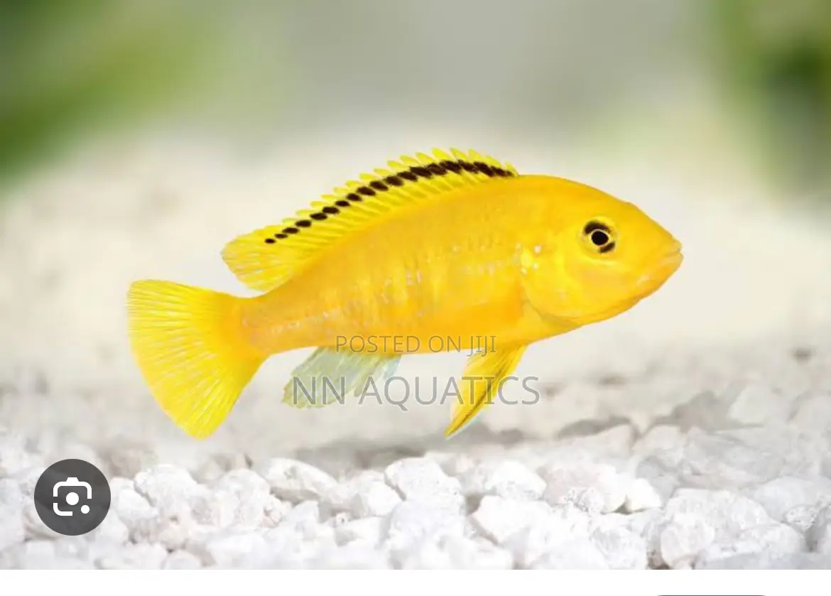 Yellow Lab Cichlid