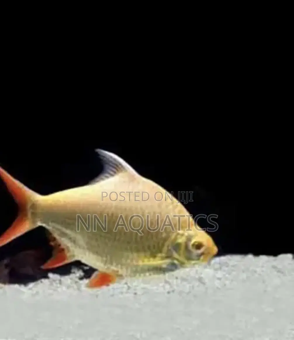 Tinfoil Barb