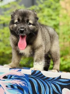1-3 months Female Purebred Caucasian Shepherd