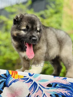 1-3 months Female Purebred Caucasian Shepherd