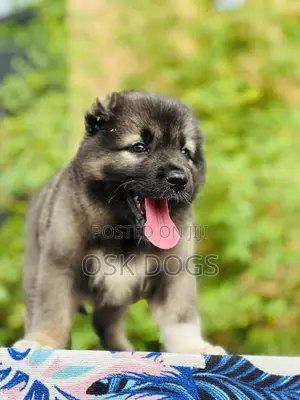 1-3 months Male Purebred Caucasian Shepherd