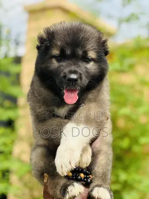 1-3 months Male Purebred Caucasian Shepherd