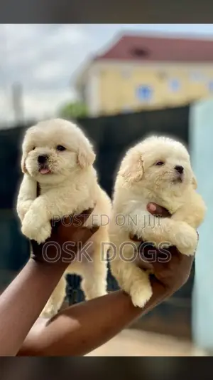 1-3 months Male Purebred Lhasa Apso