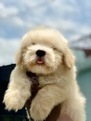 1-3 months Male Purebred Lhasa Apso