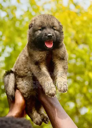 1-3 months Female Purebred Caucasian Shepherd