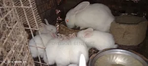 Newzealand White Californian Chinchilla Dutch Black Etc