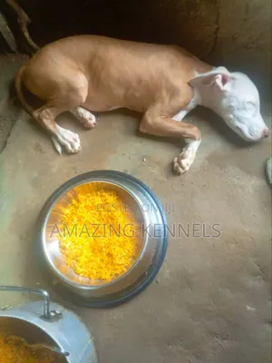 Photo - 3-6 months Male Purebred American Pit Bull Terrier