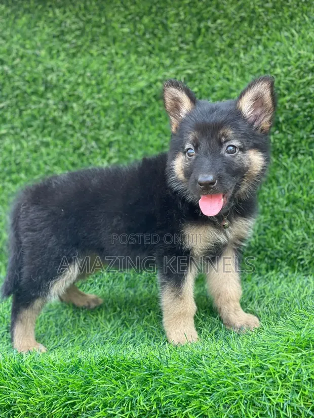 Puppy Full Breed German Shepherd 1-3 Months Female Purebred German