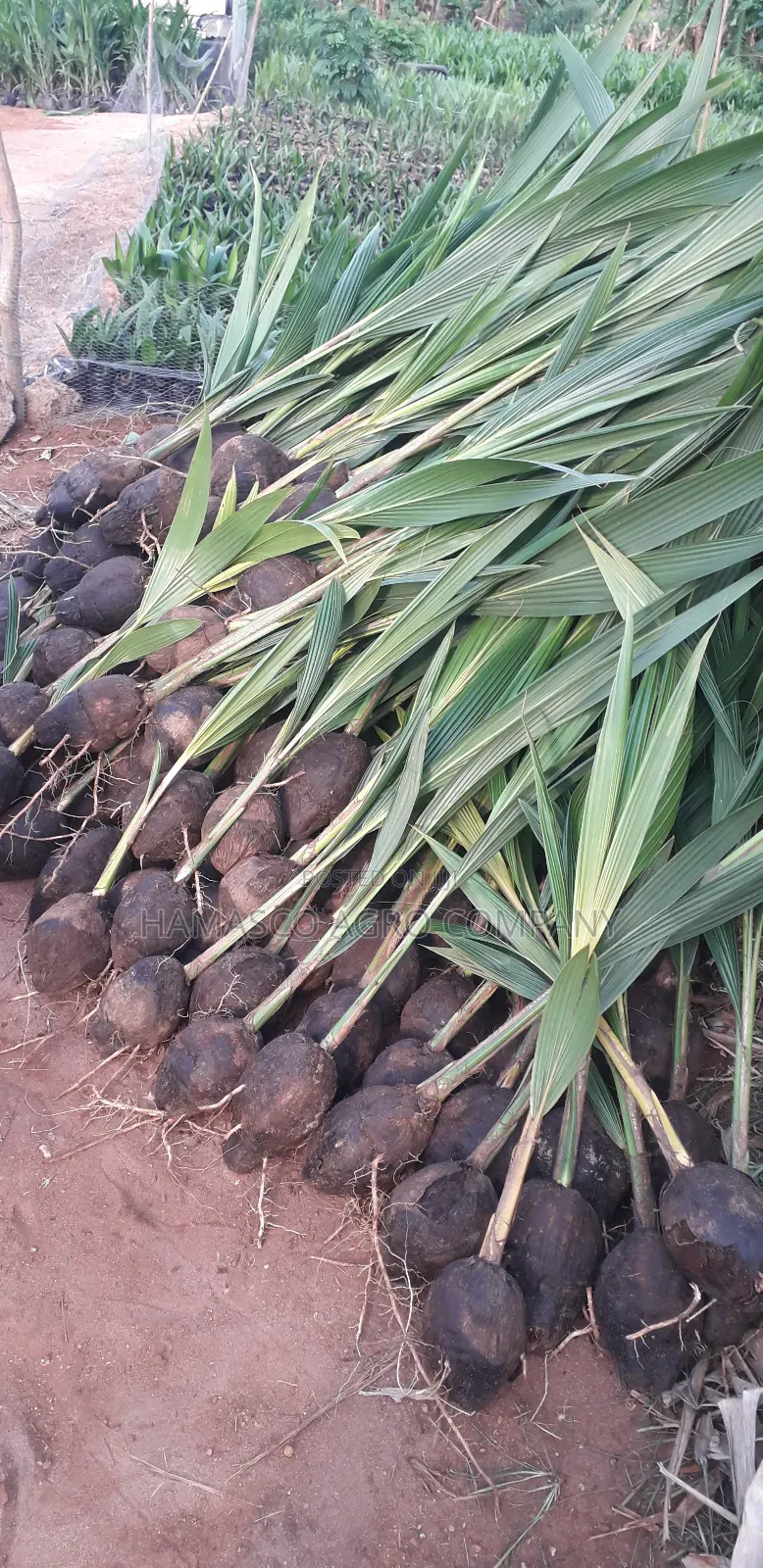 Purely Dwarf Coconut Seedlings