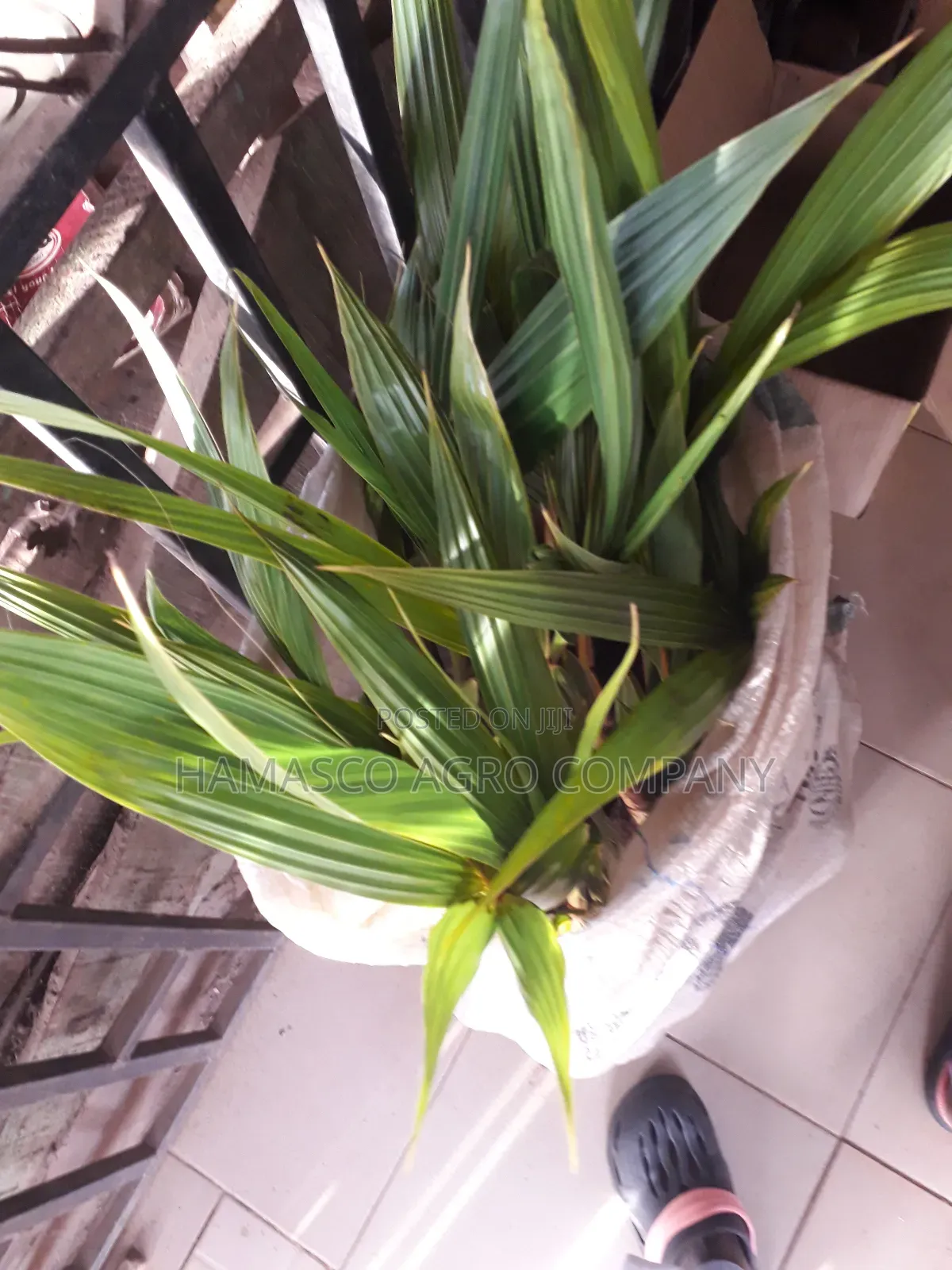 Purely Dwarf Coconut Seedlings