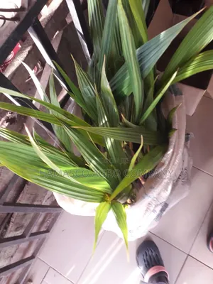 Purely Dwarf Coconut Seedlings