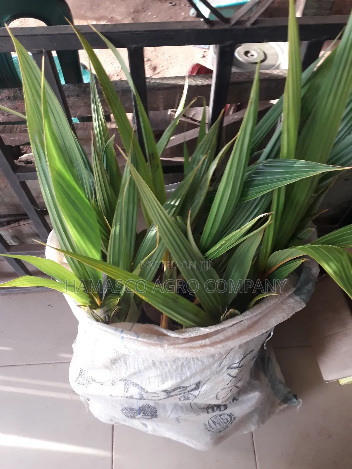 Purely Dwarf Coconut Seedlings