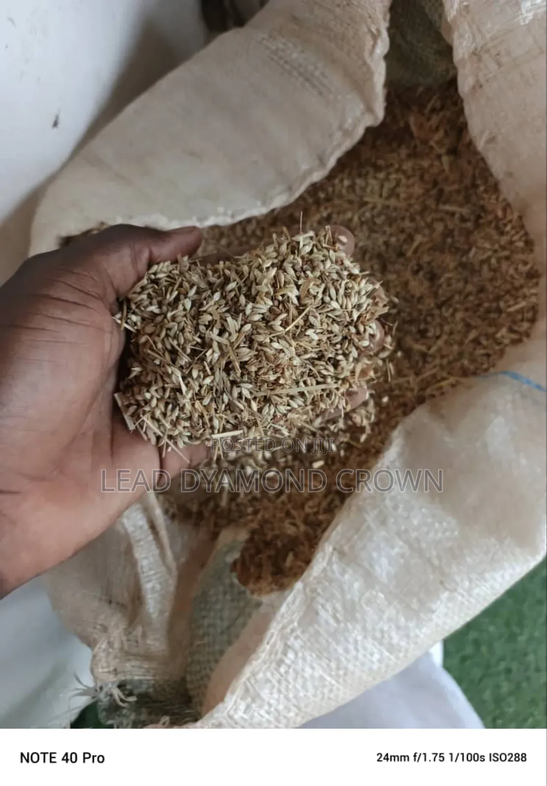 Brachiaria Ruziziensis Grass Seeds