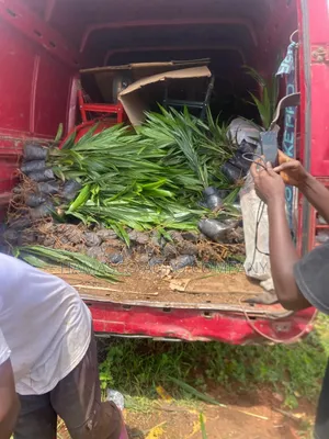 Agric Palm Seedlings